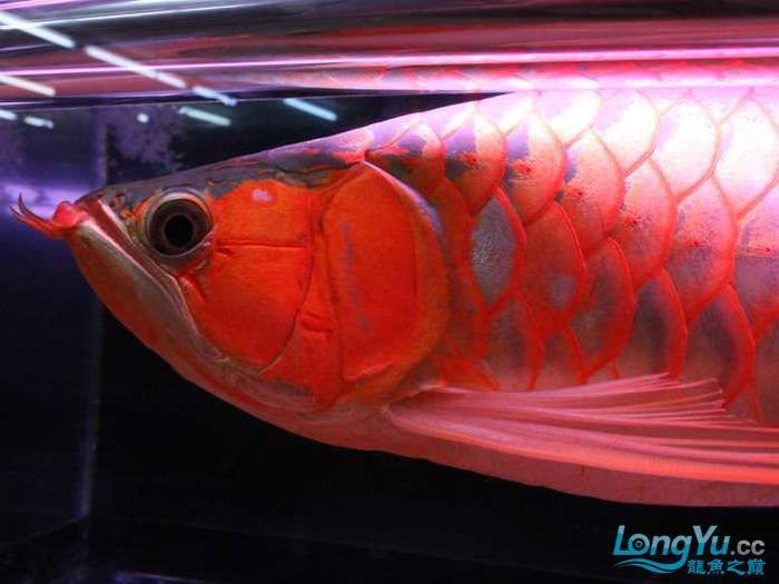 中國紅龍魚的最佳繁殖方法