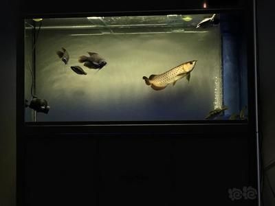 龍魚瘋狂撞缸呼吸急促：“小龍”龍魚缸內出現異常情況，可能與水質惡化有關