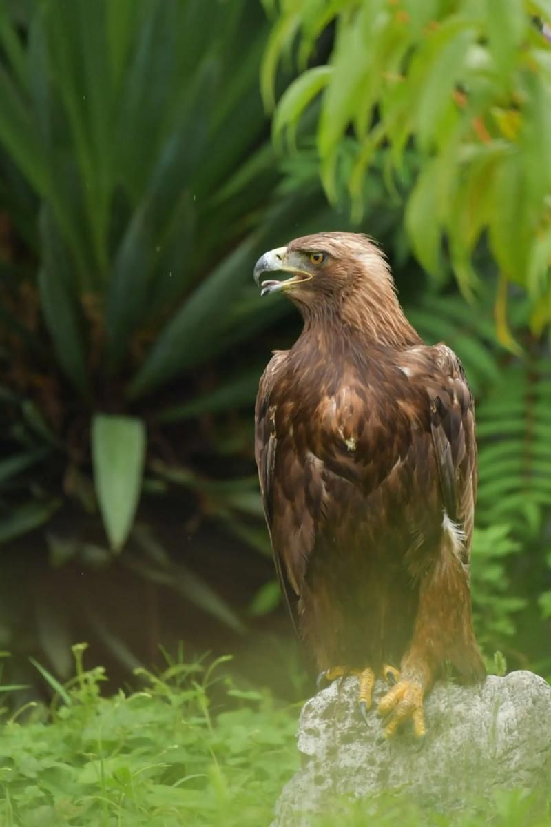 龍騰金雕真實圖片
