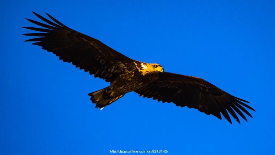 龍騰金雕真實圖片