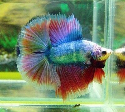 龍魚尾巴有點發藍怎么回事：龍魚尾巴發藍可能是由水質問題、營養不足、疾病感染等因素引起的