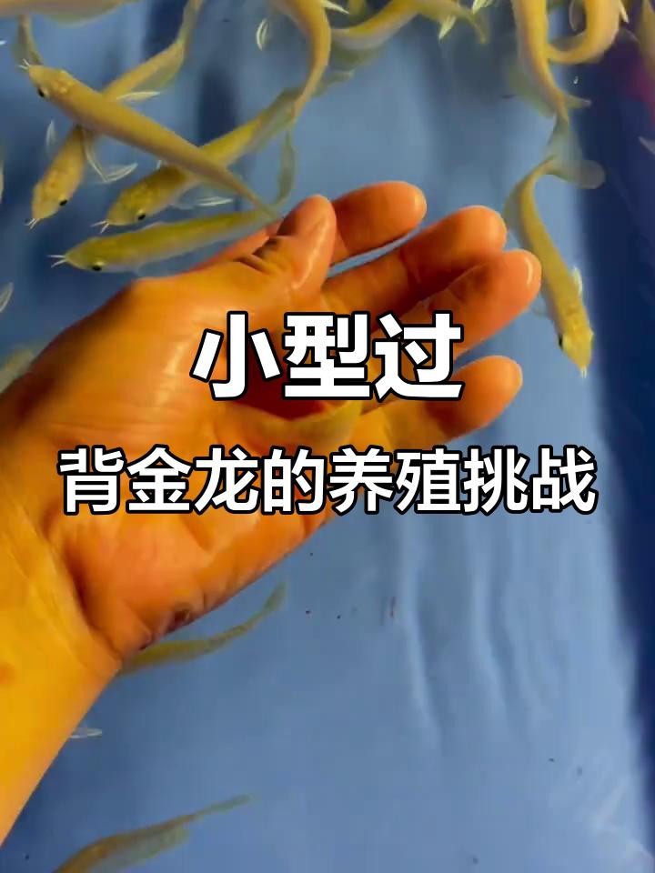 過背金龍的飼養難度大嗎？