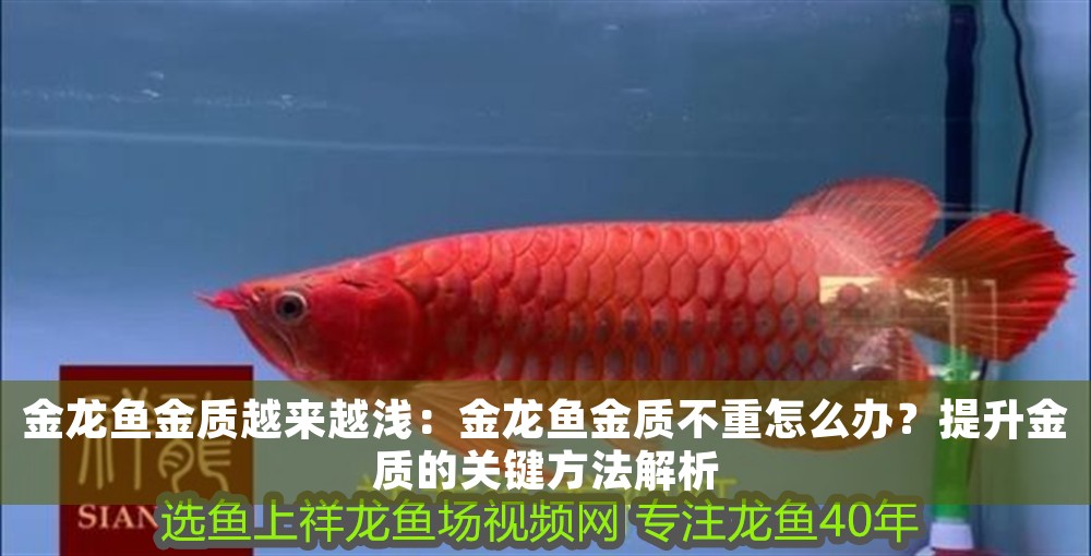 金龍魚金質(zhì)越來越淺：金龍魚金質(zhì)不重怎么辦？提升金質(zhì)的關(guān)鍵方法解析