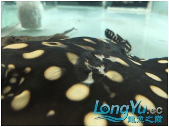 龍魚身上脫皮是怎么回事（龍魚身上脫皮可能由哪些因素引起？）