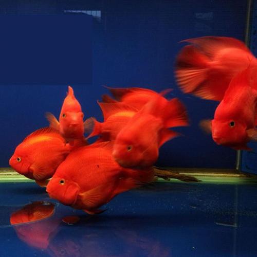 紅色銀龍魚圖片高清