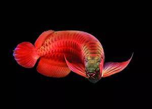 紅色銀龍魚圖片高清