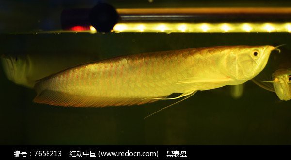 紅色銀龍魚圖片高清