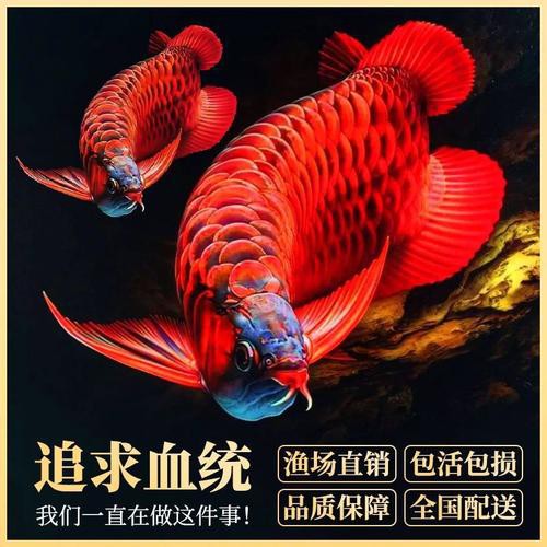 紅色銀龍魚圖片高清