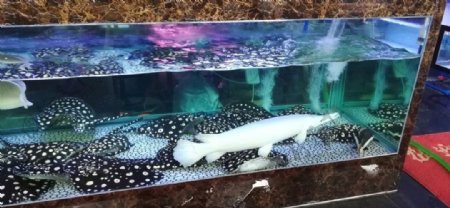 紅色銀龍魚圖片高清