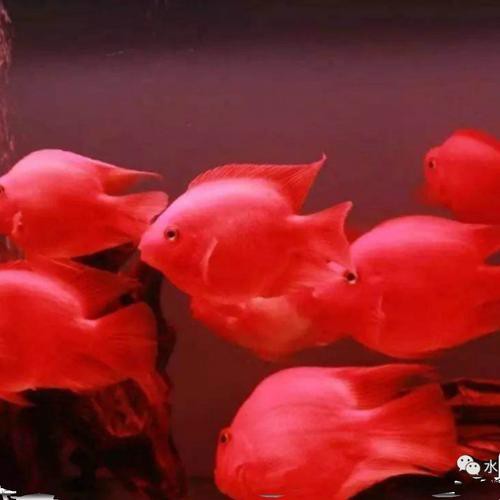 紅色銀龍魚圖片高清