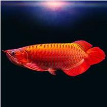 紅色銀龍魚圖片高清