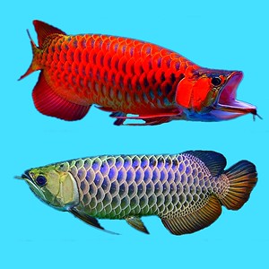 紅色銀龍魚圖片高清