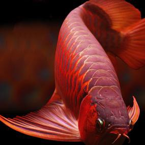 紅色銀龍魚圖片高清