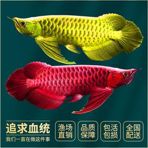 紅色銀龍魚圖片高清