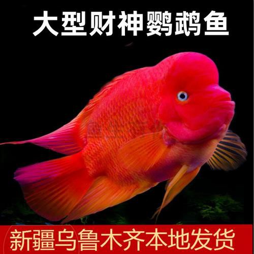 紅色銀龍魚圖片高清