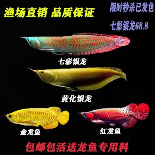 金龍魚銀龍魚的區別圖片