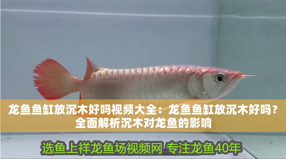 龍魚魚缸放沉木好嗎視頻大全：龍魚魚缸放沉木好嗎？全面解析沉木對(duì)龍魚的影響
