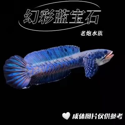 雷龍魚幻紅和眼鏡蛇哪個好看：雷龍魚幻紅和眼鏡蛇哪個更好看取決于個人的審美偏好