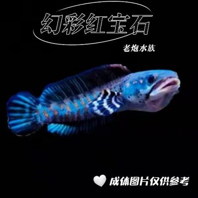 雷龍魚幻紅和眼鏡蛇哪個好看：雷龍魚幻紅和眼鏡蛇哪個更好看取決于個人的審美偏好