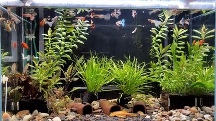 金龍魚體色變淡的原因是什么：金龍魚體色變淡的原因及改善方法