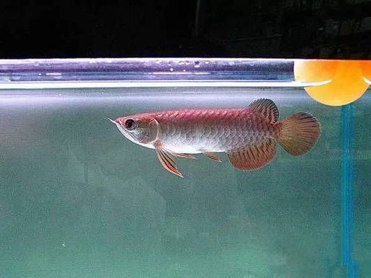 金龍魚反垢還能過背嗎（如何判斷金龍魚是否反垢）