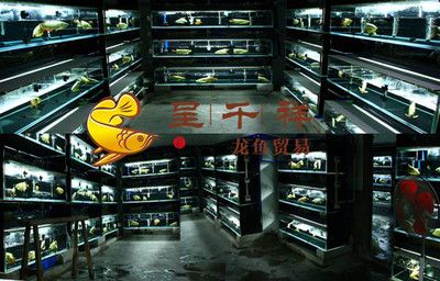 和興紅龍批發 龍魚百科 第3張 和興紅龍批發 和興紅龍批發 龍魚百科 第3張