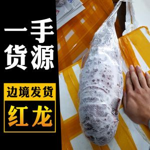 和興紅龍批發 和興紅龍批發 龍魚百科 第2張