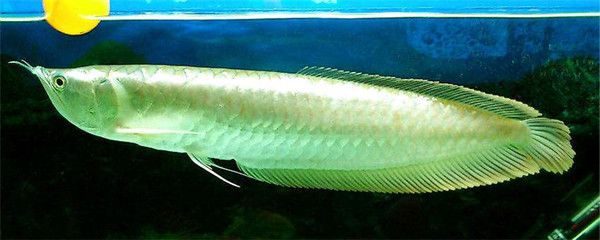 銀龍魚死了有什么預兆嗎圖片（銀龍魚在死亡前通常會有一些明顯的預兆）