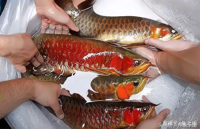 如何判斷紅龍魚是否新鮮？