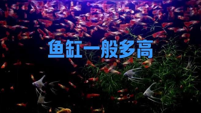 魚缸一般多高才吉利