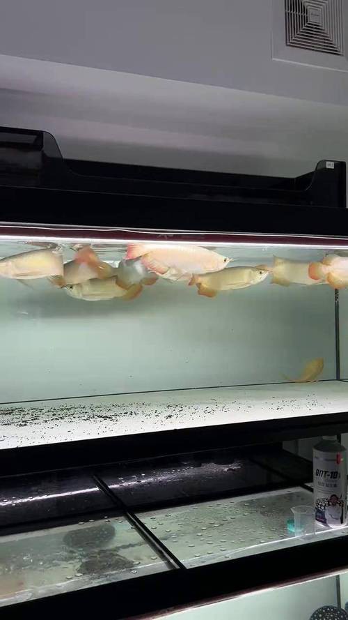 金龍紅龍魚可以混養(yǎng)嗎圖片欣賞