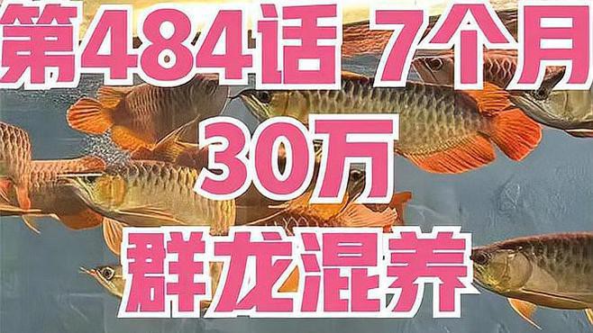 金龍紅龍魚可以混養(yǎng)嗎圖片欣賞