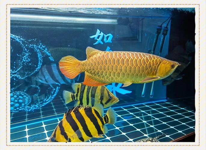 金龍紅龍魚可以混養(yǎng)嗎圖片欣賞