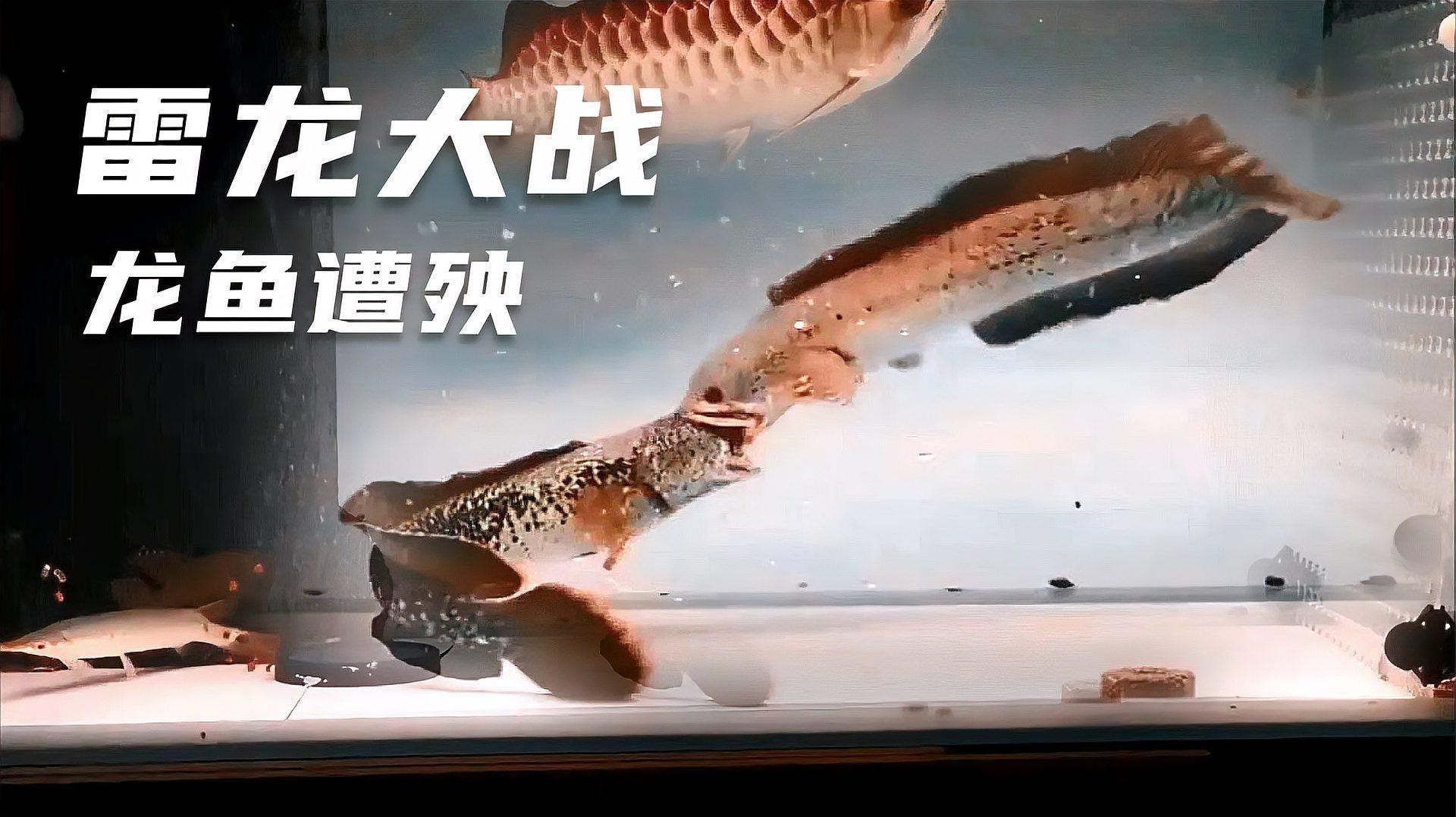 金龍紅龍魚可以混養(yǎng)嗎圖片欣賞