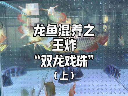 金龍紅龍魚可以混養(yǎng)嗎圖片欣賞