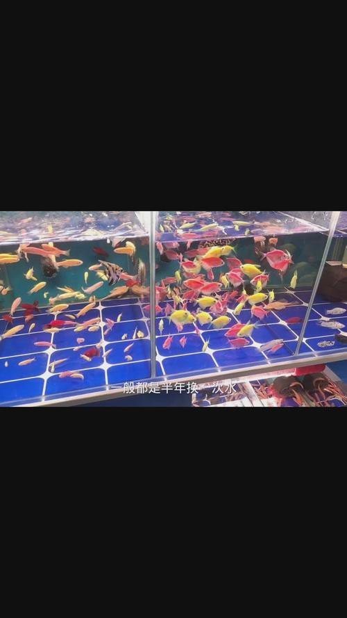 招財魚可以和龍魚混養嗎圖片大全 招財魚可以和龍魚混養嗎圖片大全 龍魚百科 第11張