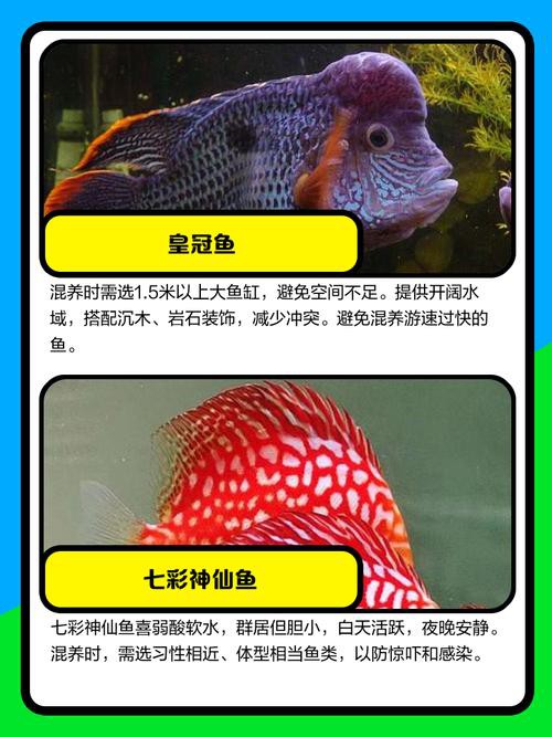 招財魚可以和龍魚混養嗎圖片大全 招財魚可以和龍魚混養嗎圖片大全 龍魚百科 第12張