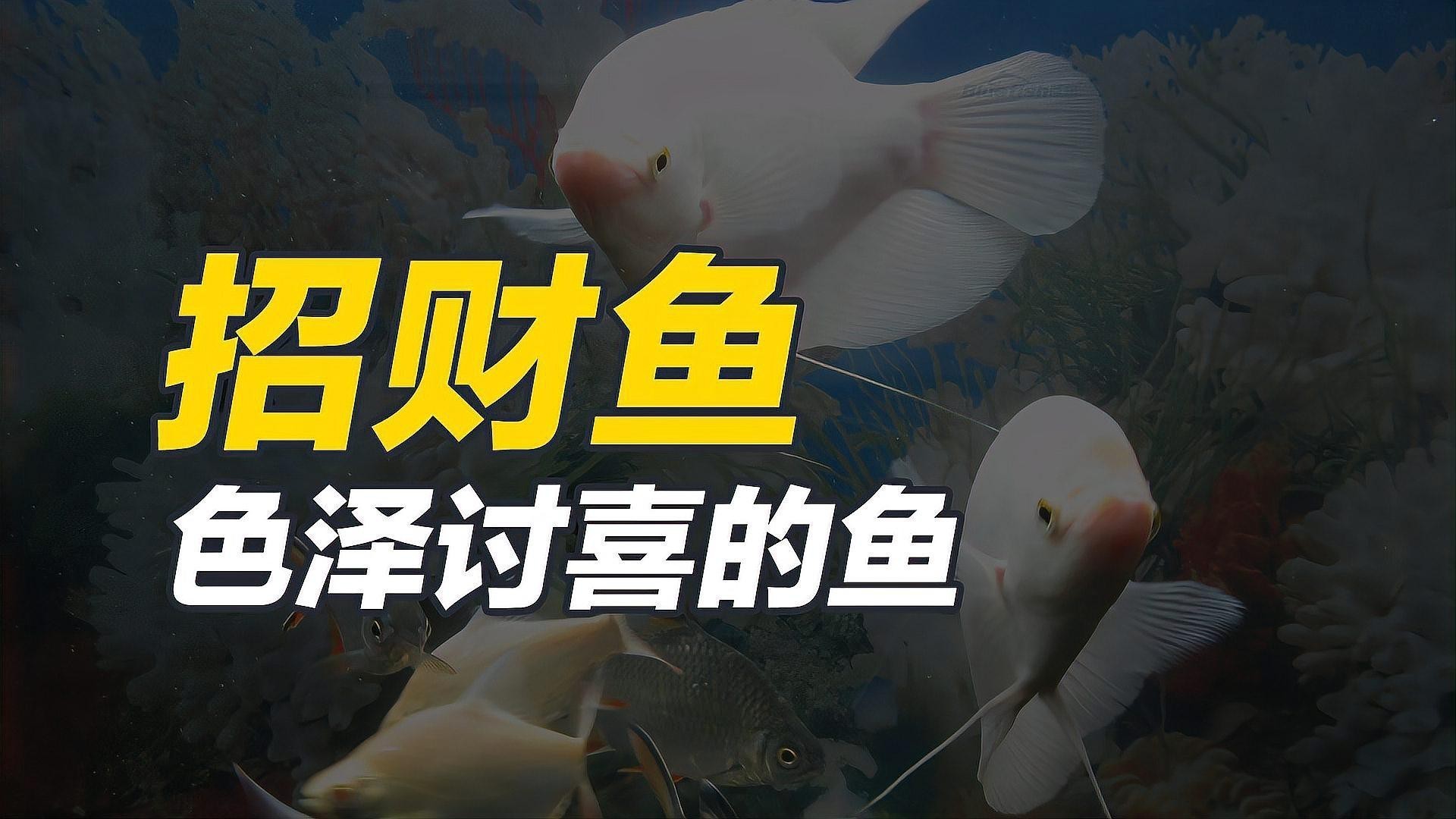 招財魚可以和龍魚混養嗎圖片大全 招財魚可以和龍魚混養嗎圖片大全 龍魚百科 第27張