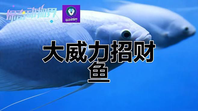 招財魚可以和龍魚混養嗎圖片大全 招財魚可以和龍魚混養嗎圖片大全 龍魚百科 第26張