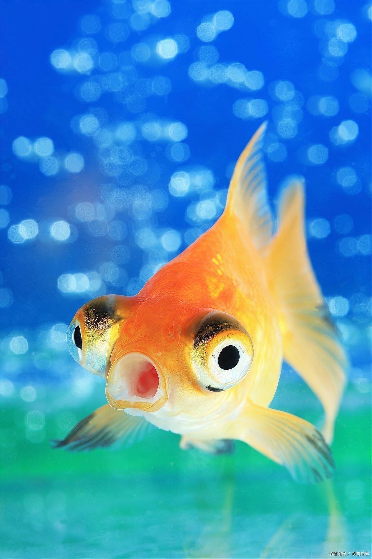 招財魚可以和龍魚混養嗎圖片大全 招財魚可以和龍魚混養嗎圖片大全 龍魚百科 第29張