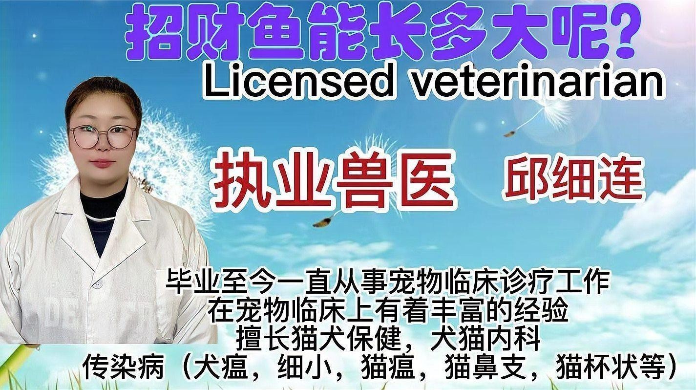 招財魚可以和龍魚混養嗎圖片大全 招財魚可以和龍魚混養嗎圖片大全 龍魚百科 第25張