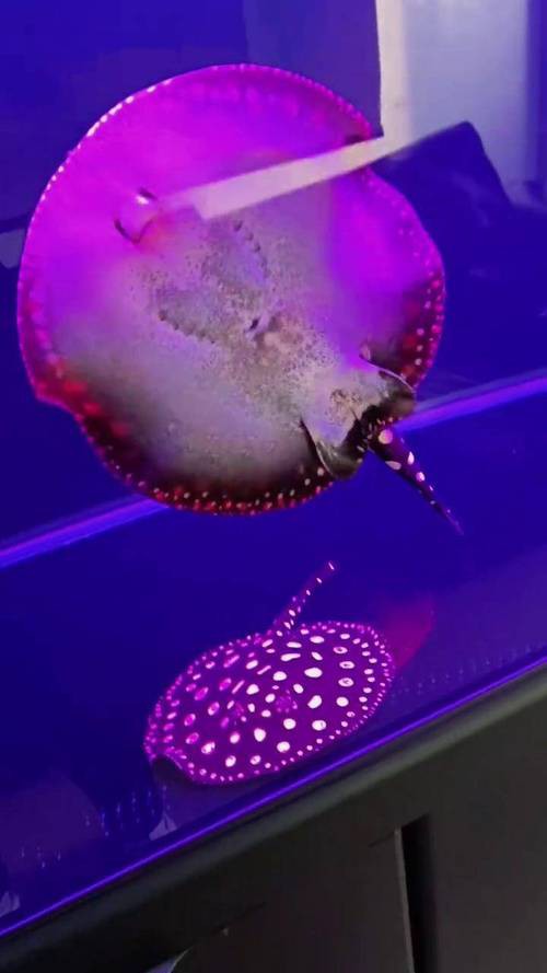 招財(cái)魚可以和龍魚混養(yǎng)嗎圖片大全