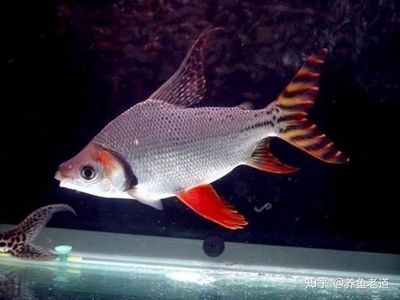 關刀魚可以和龍魚混養嗎：關刀魚可以與龍魚混養嗎， 關刀魚可以和龍魚混養嗎：關刀魚可以與龍魚混養嗎， 龍魚百科 第3張