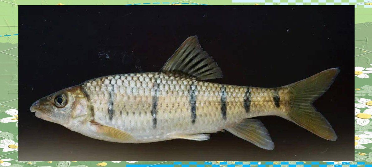 鰳魚為何被禁吃 龍魚百科 第3張 鰳魚為何被禁吃 鰳魚為何被禁吃 龍魚百科 第3張