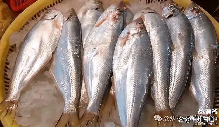 鰳魚為何被禁吃 龍魚百科 第2張 鰳魚為何被禁吃 鰳魚為何被禁吃 龍魚百科 第2張
