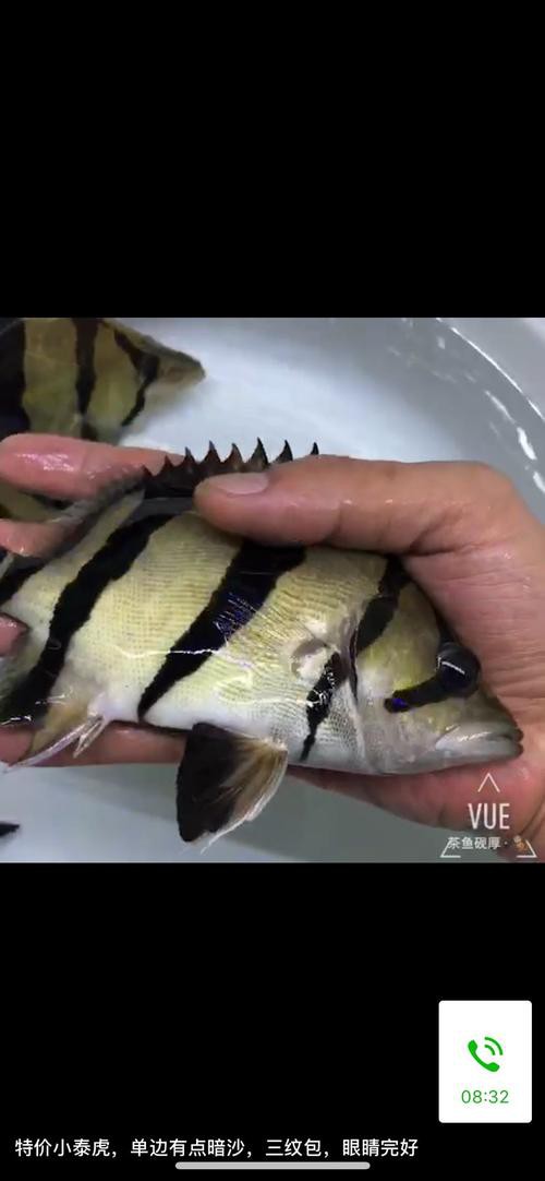 紅龍魚怎么養及喂養技巧圖片視頻