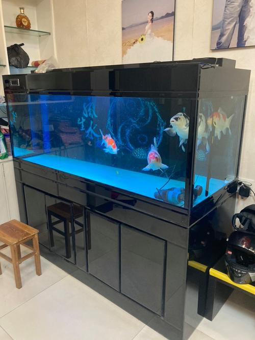 紅龍魚怎么養及喂養技巧圖片視頻