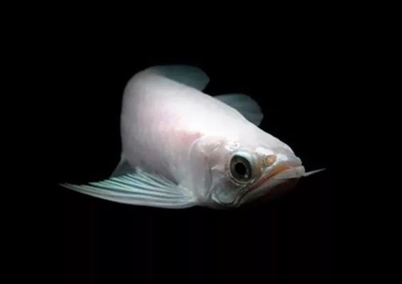 關(guān)于龍魚的紀錄片有哪些：關(guān)于龍魚的紀錄片