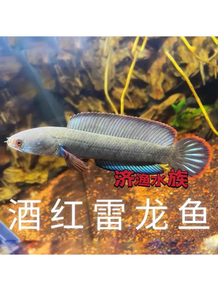酒紅雷龍魚圖片大全