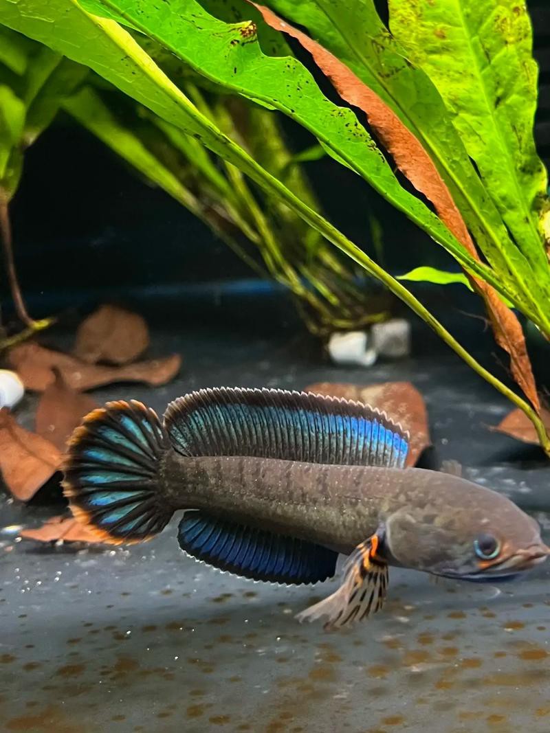 酒紅雷龍魚圖片大全